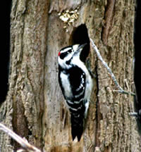 woodpecker