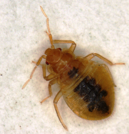 Bed Bugs  Pest Identification