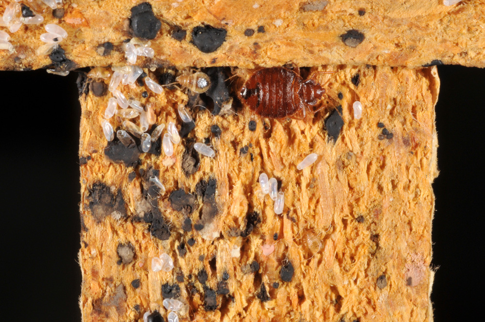 Bed Bugs Informational Guide To, Bed Bugs In Wood Frame