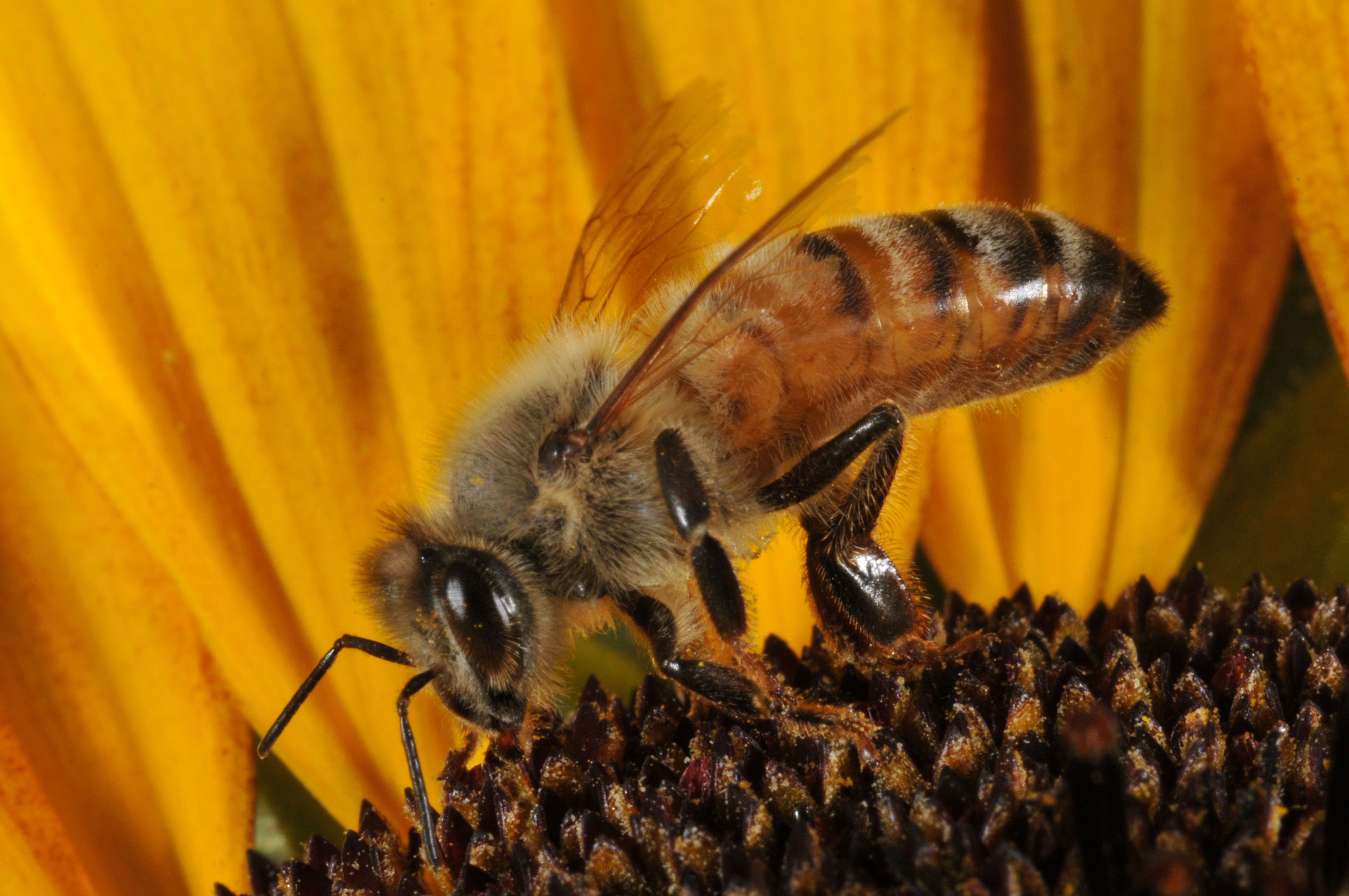 The Purdue Bee Lab Bee Hive