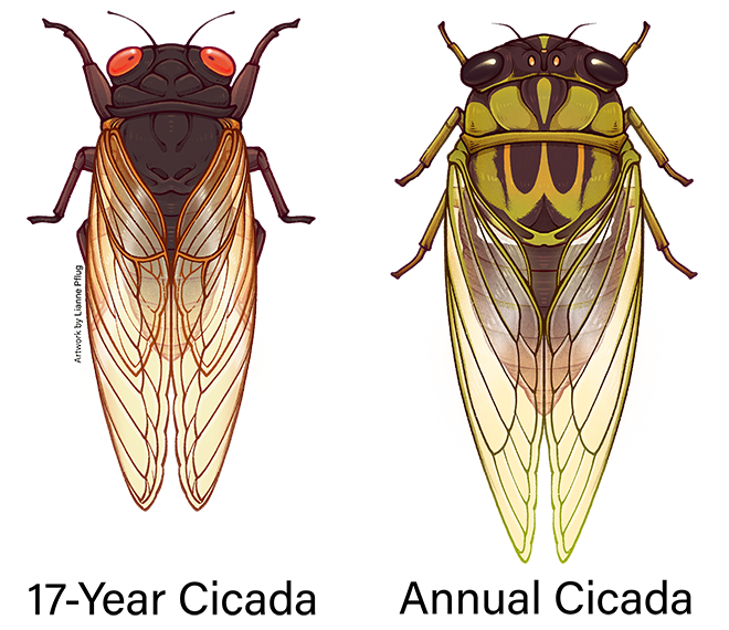 Periodical vs annual cicada