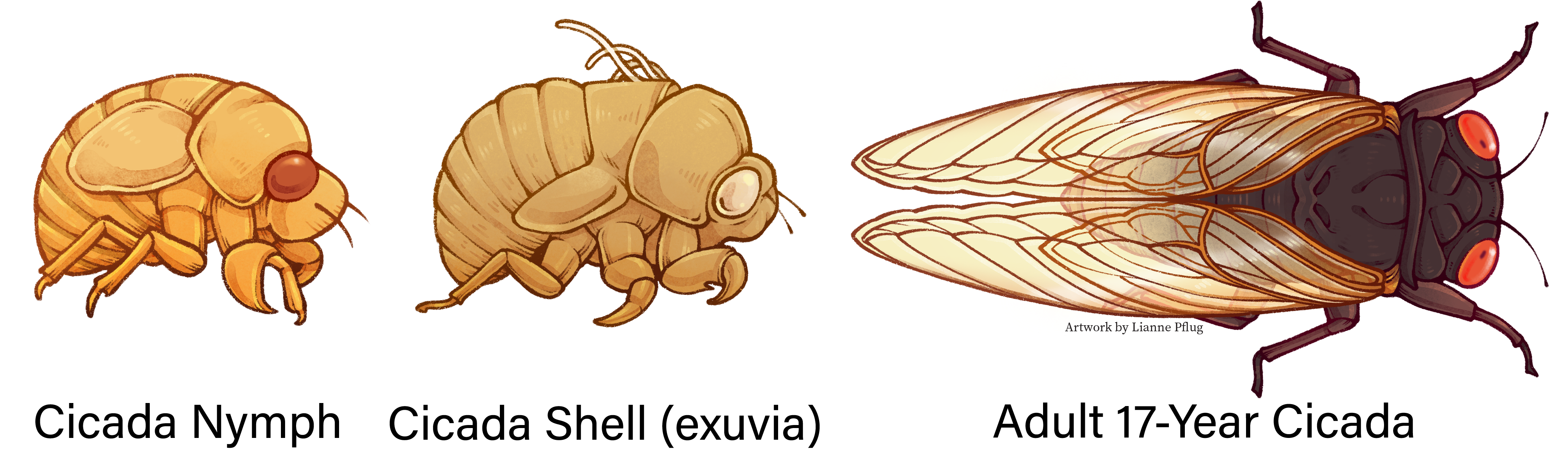 Cicada Killer Larvae