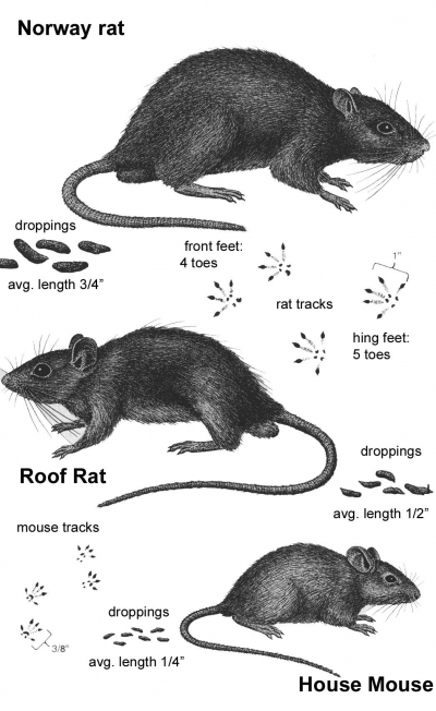 Purdue Pest Information || Home