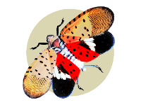 Invasive Species Information Logo