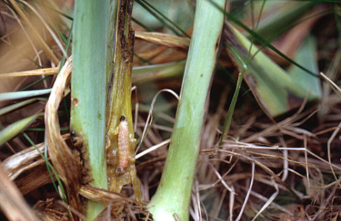 Iris Borer Caterpillar Exposed