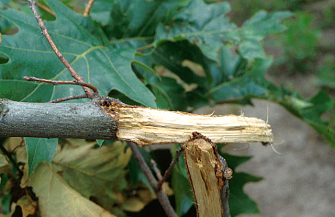 Twig Girdlers and Twig Pruners on Trees