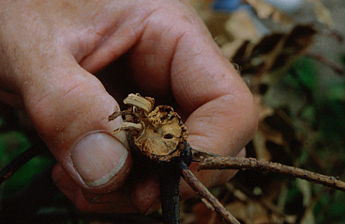 Twig Girdlers and Dropped Twigs  Horticulture and Home Pest News