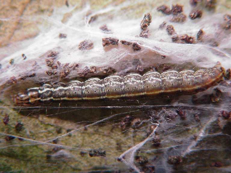 Common Indiana Caterpillar Defoliators