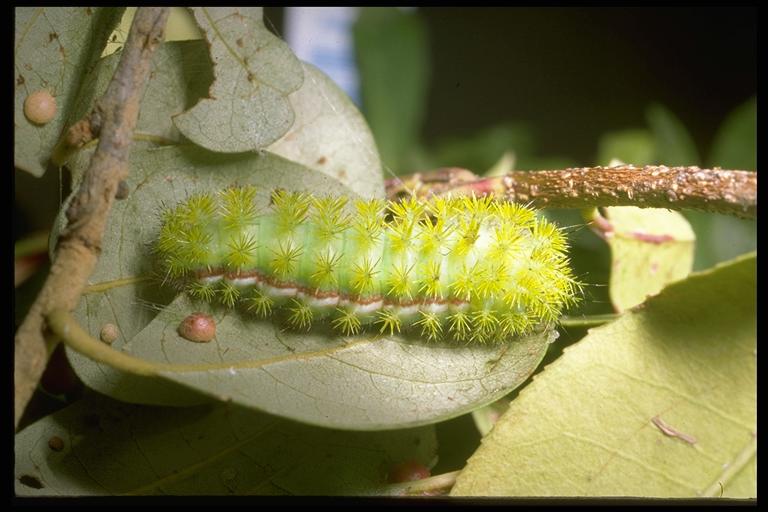 Common Indiana Caterpillar Defoliators