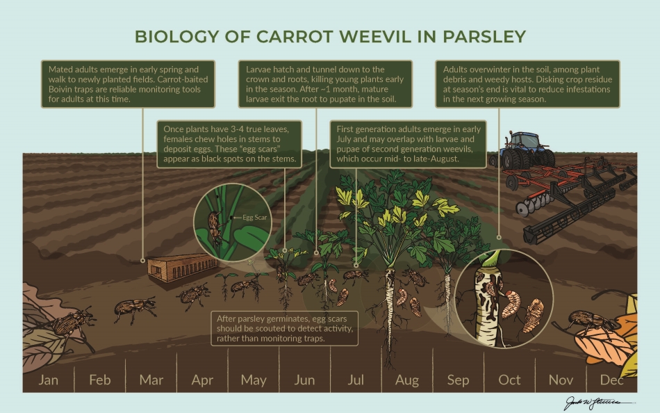 biology of CW in parsley