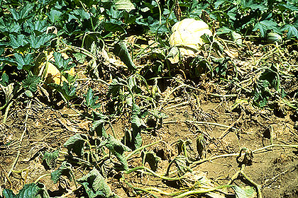 Root-knot Nematode of Watermelon  Purdue University Vegetable Crops Hotline
