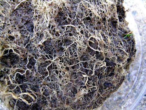 Nematodes Could Be the Reason Garden Is Unproductive - Alabama Cooperative  Extension System