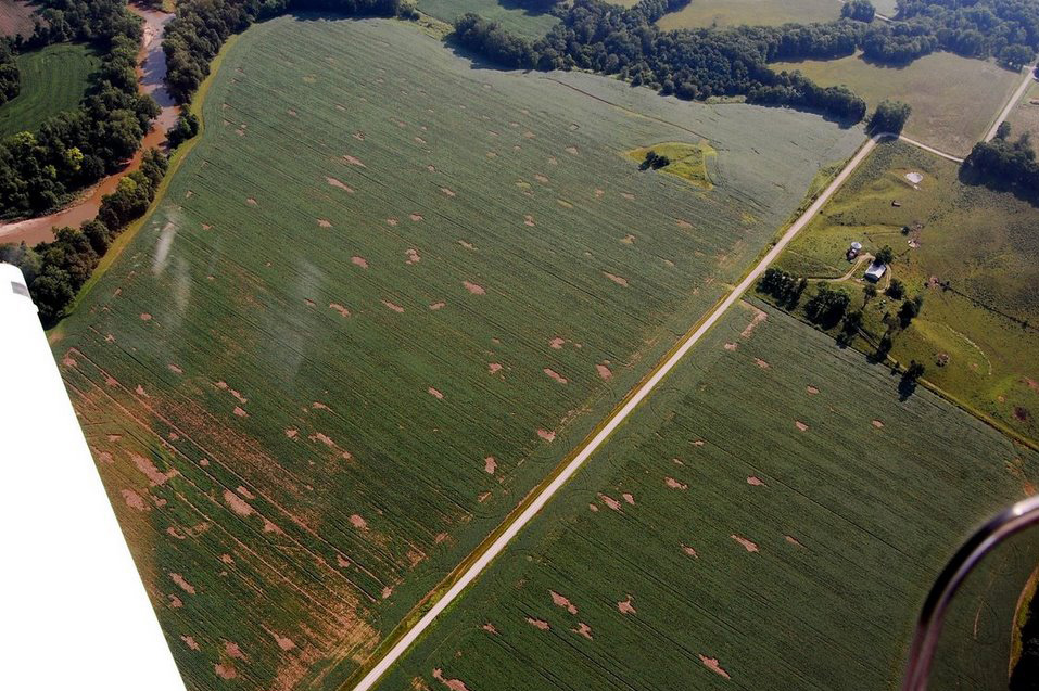 Aerial view of vole damage. (Photo Credit: Nicholoson Consulting)