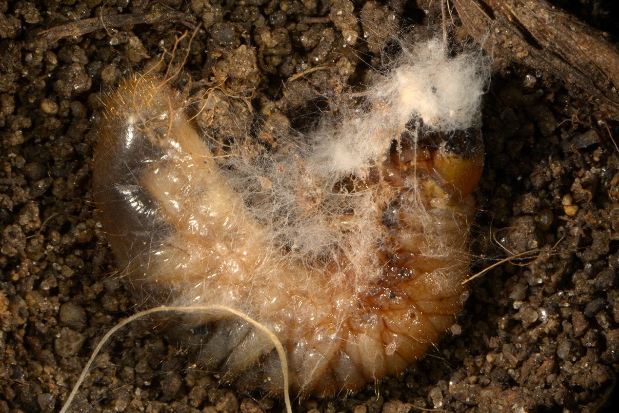 Grub that has succumbed to WET and WARM soils