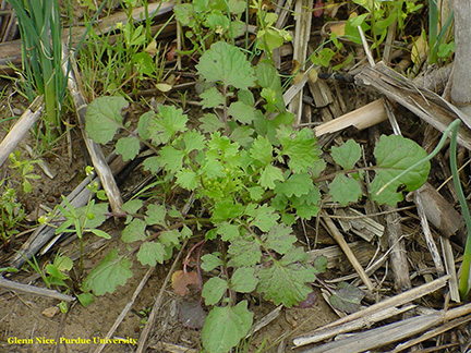 Figure 1. Cressleaf groundsel rosette.