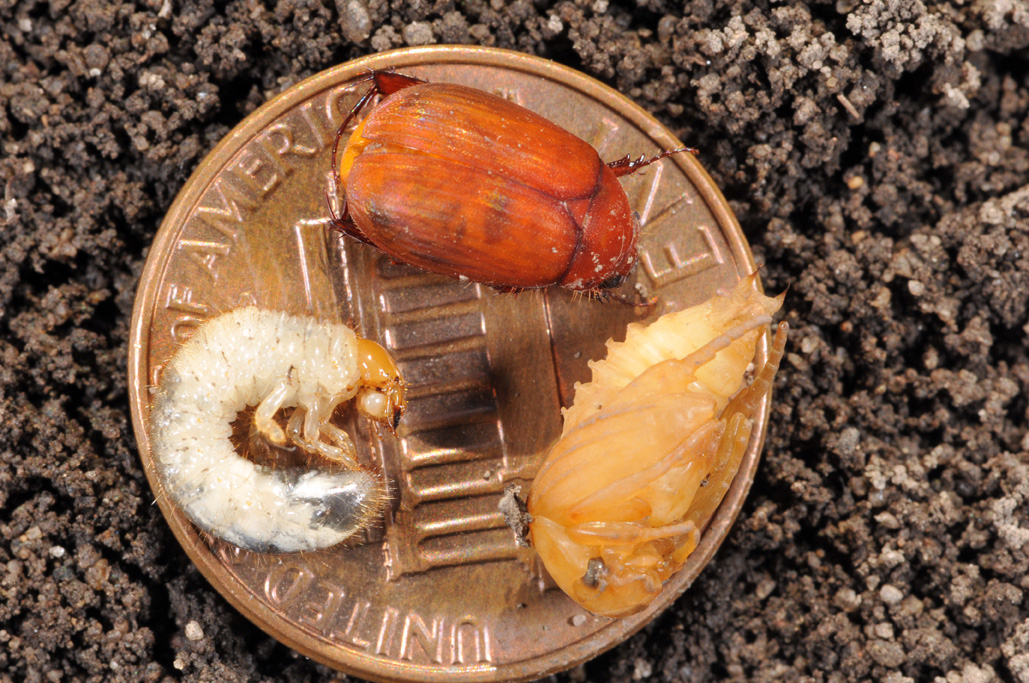 Asiatic garden beetle grub, pupa, and adult.
