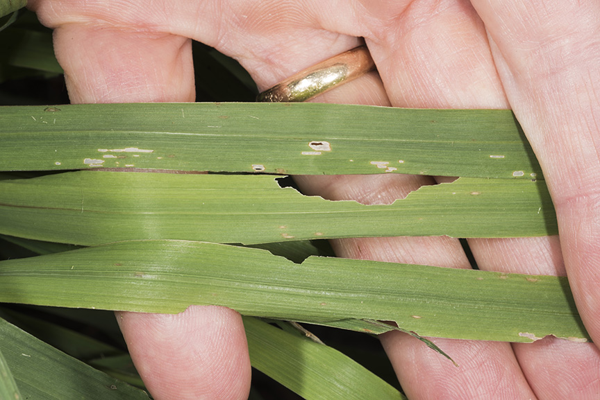 Forage grass damaged by small armyworm, ranges from leaf scraping to marginal leaf notches.