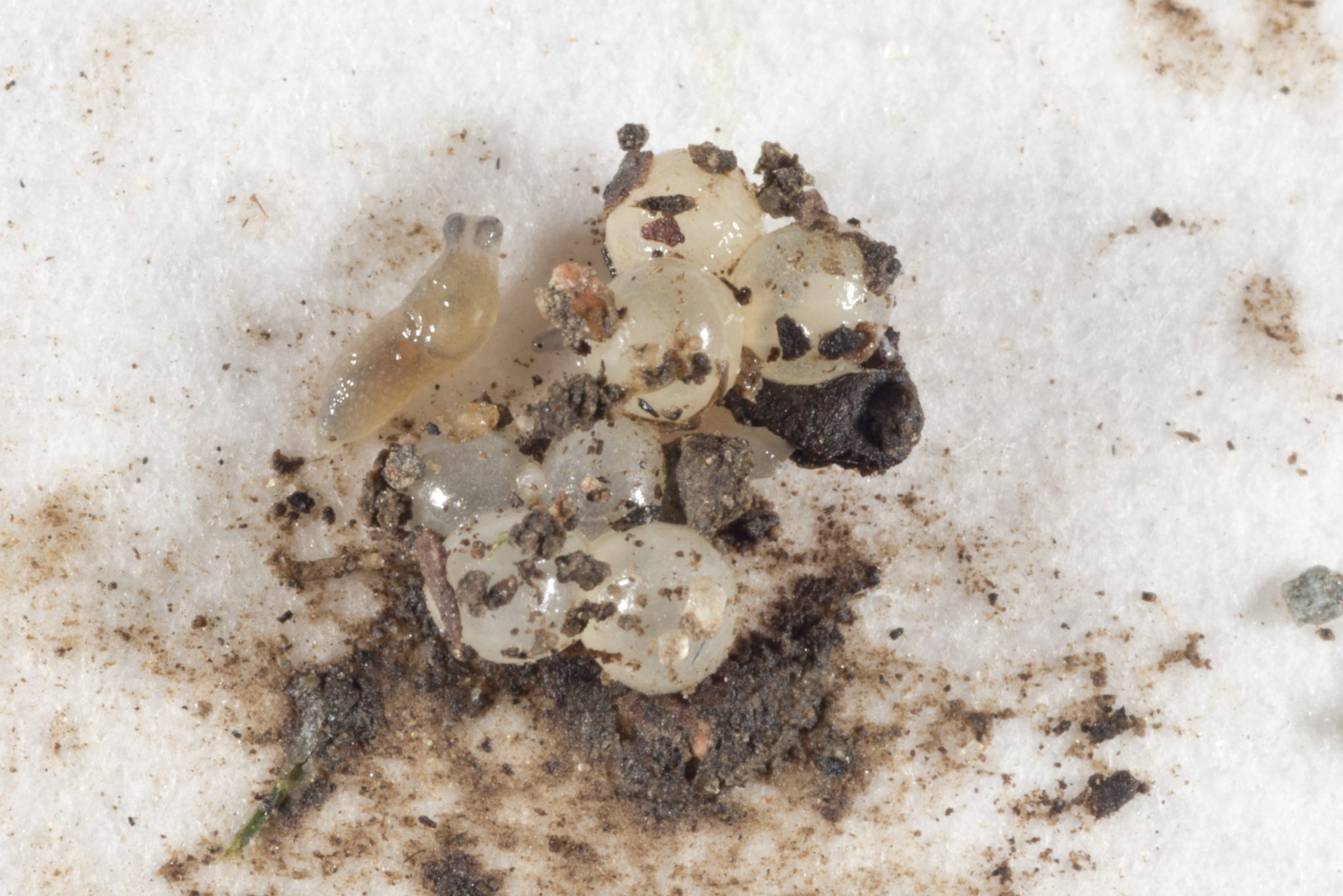 Newly hatched slug with eggs.