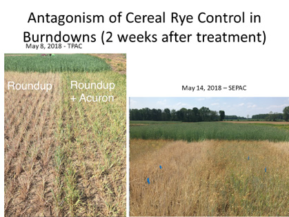 Figure 1. Picture of Roundup alone compared to Roundup + Acuron two weeks after herbicide application to terminate cereal rye.