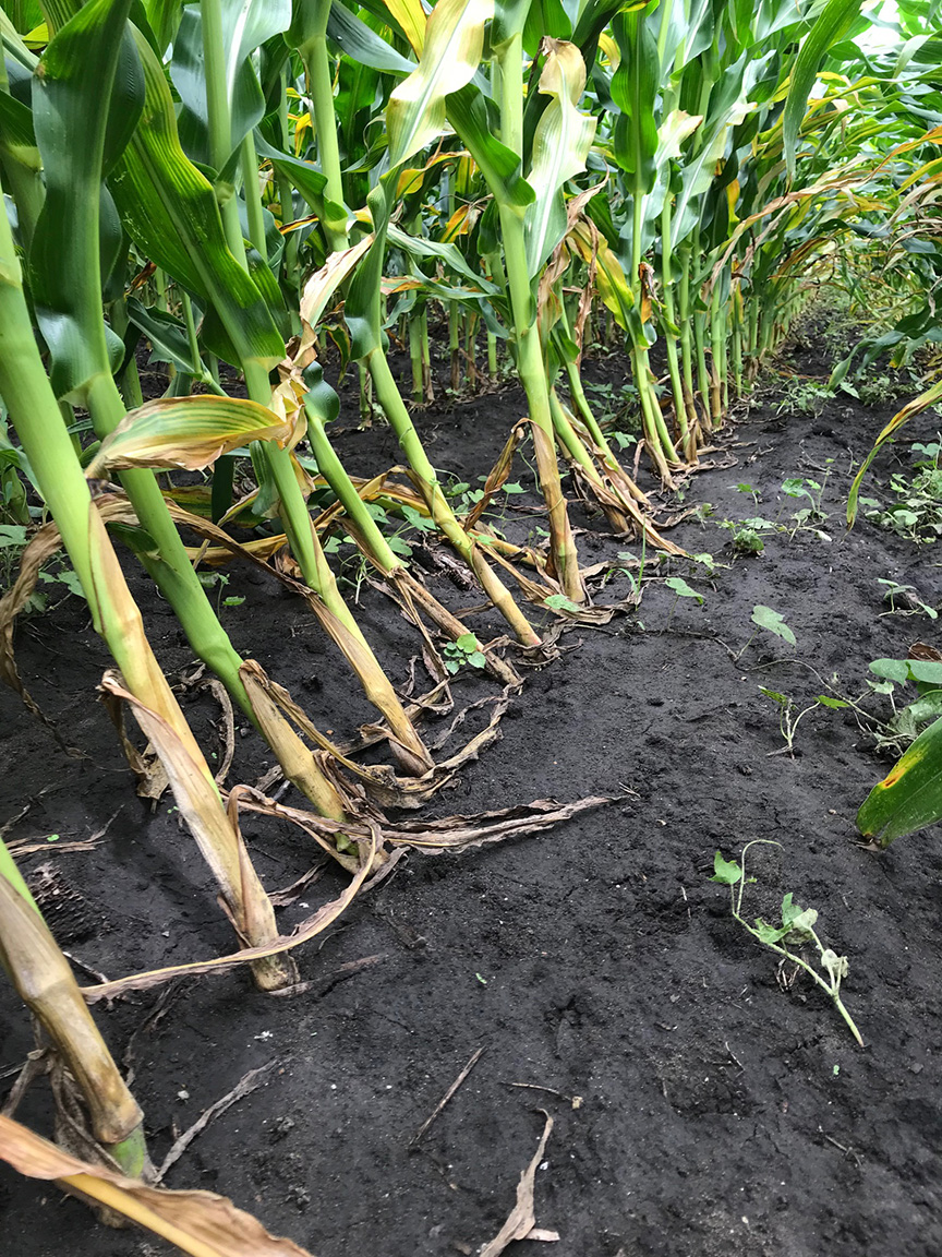 Lodging of corn and rootworm feeding. (Photo Credit: Marty Park).