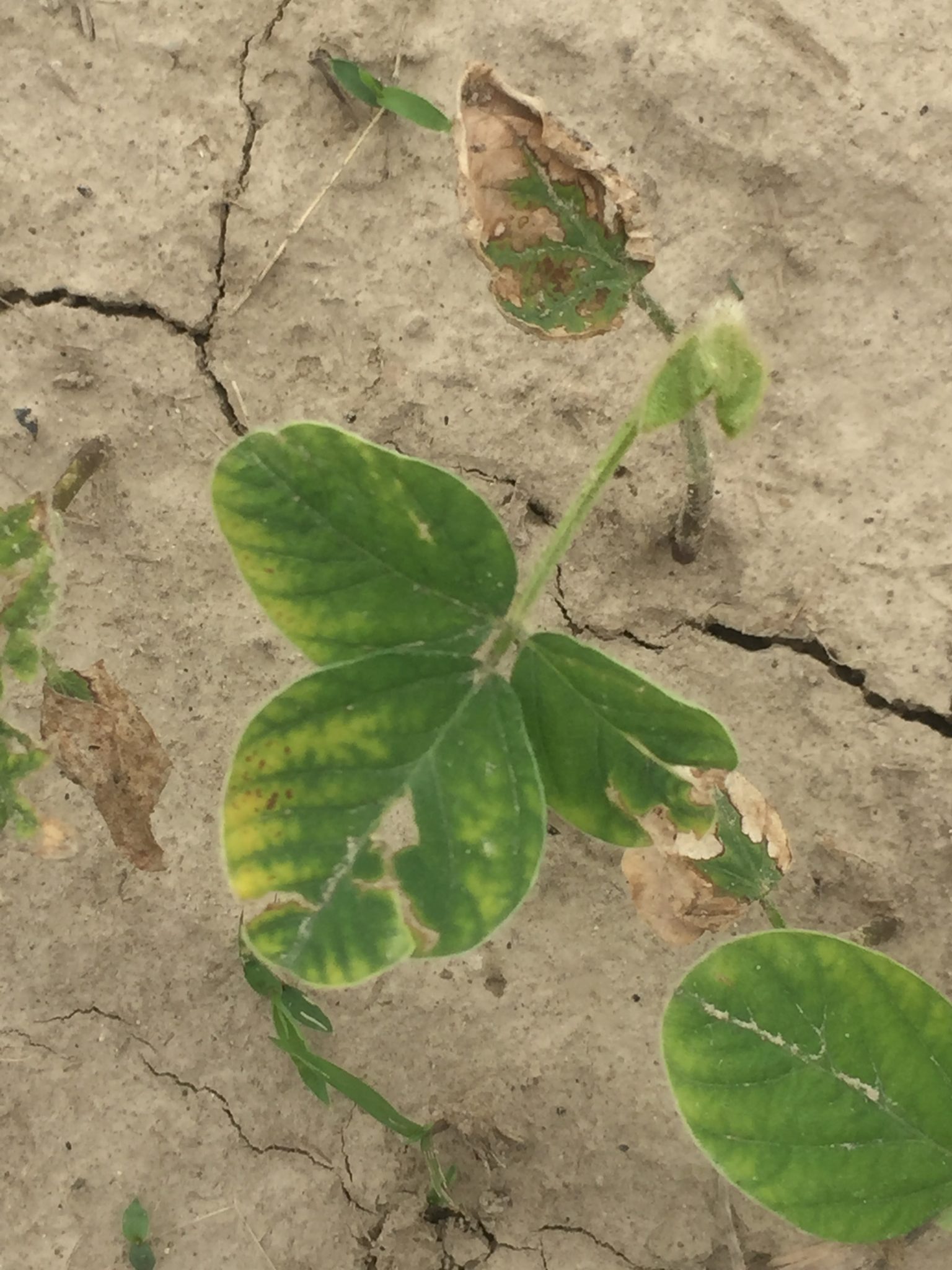 Figure 3. Atrazine carryover onto soybean. Marginal necrosis and chlorosis appears on older leaves. Newer leaves eventually emerge with little to no symptoms.