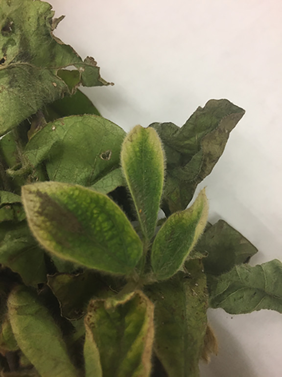 Figure 5. Mesotrione carryover onto soybean. Bleaching/chlorosis will appear on whole leaves and leaf margins. Soybean leaves can sometimes appear strapped, which is confused for growth regulator injury. 