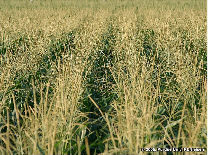 Field of tasseling corn.