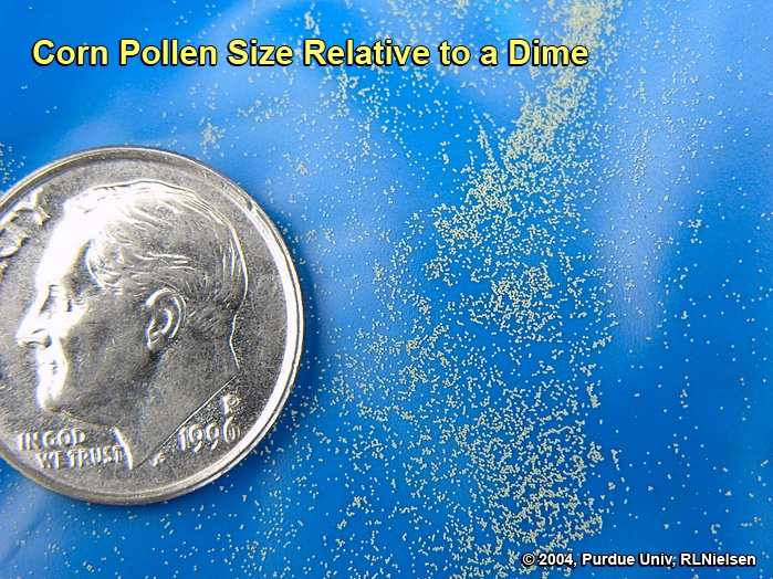 Corn pollen size relative to a dime.