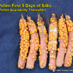 No Pollen First 5 Days of Silks