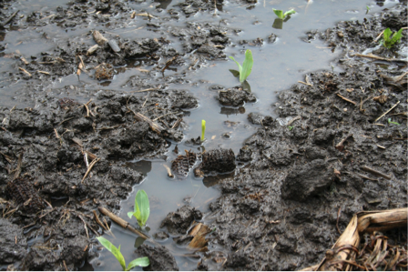 Ponded corn.