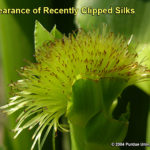 Appearance of Recently Clipped Silks