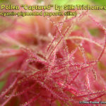 Corn Pollen "Captured" By Silk Trichomes