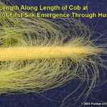 Silk Length Along Length of Cob at Time of First Silk Emergence Through Hust