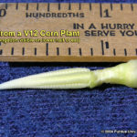 Ear from a V12 Corn Plant