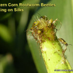 Western Corn Rootworm Beetles Feeding on Silks