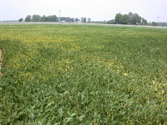 Is this field yellowing from spider mite feeding, only one way to find out!