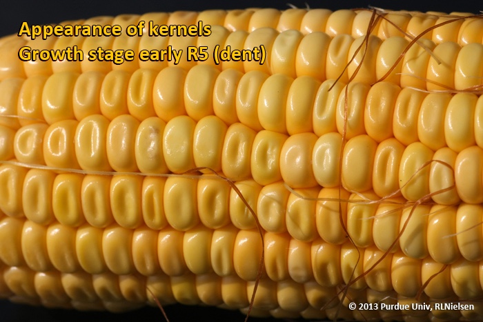 Appearance of kernels. Growth stage early R5 (dent).