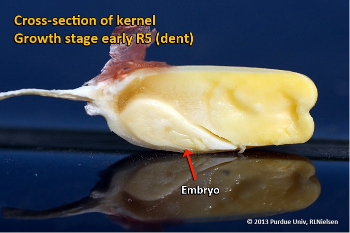 Cross-section of kernel. Growth stage early R5 (dent).