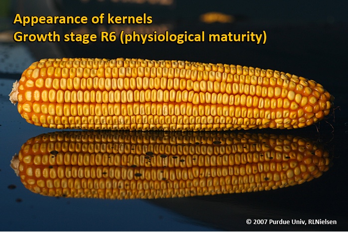 Appearance of kernels. Growth stage R6 (physiological maturity).