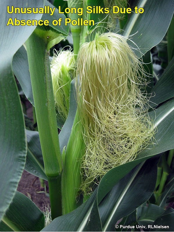 Unusually long silks due to absence of pollen.