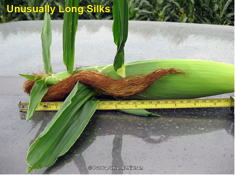 Unusually long silks.