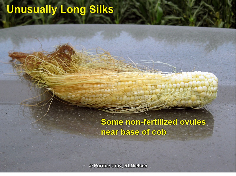 Some non-fertilized ovules near base of cob.