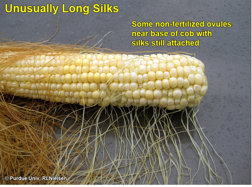 Some non fertilized ovules near base of cob with silks still attached.