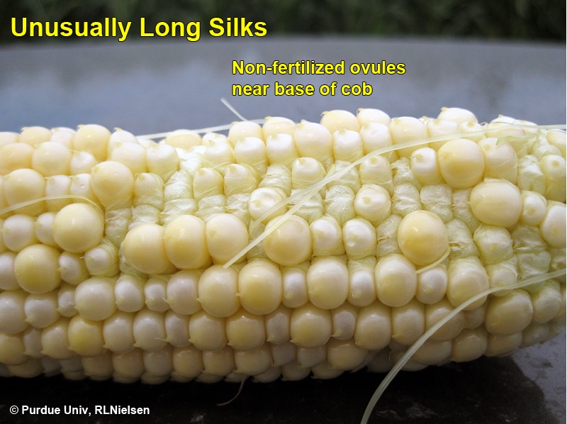 Non-fertilized ovules near base of cob.