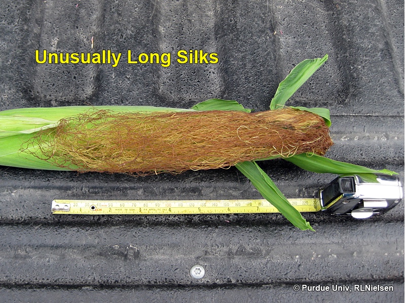 Unusually long silks.