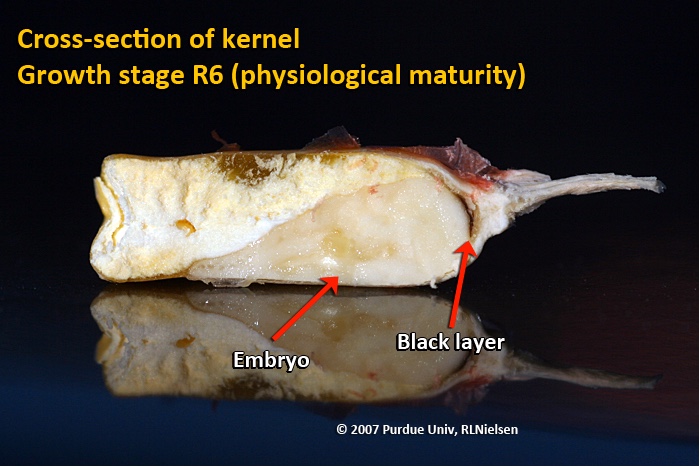 Cross-section of kernel. Growth stage R6 (physiological maturity).