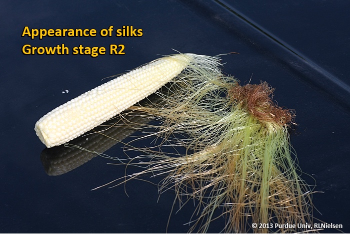 Appearance of silks. Growth stage R2.