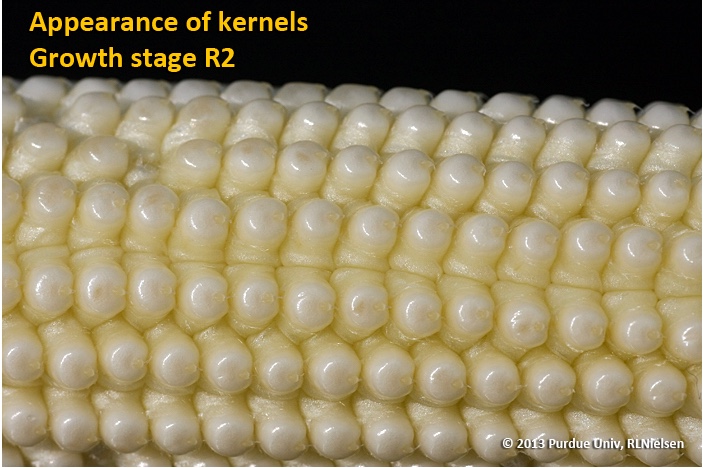 Appearance of kernels. Growth stage R2.
