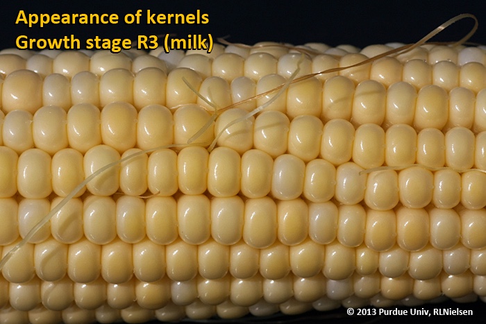 Appearance of kernels. Growth stage R3 (milk).