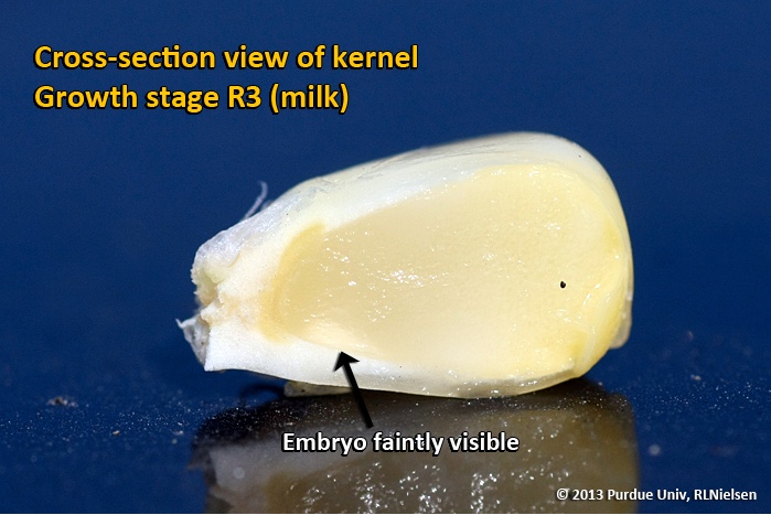 Cross-section view of kernel. Growth stage R3 (milk).